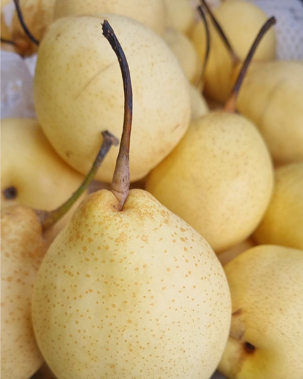 Ya Pears