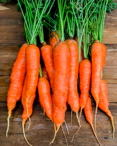Wiltshire Bunch Carrots