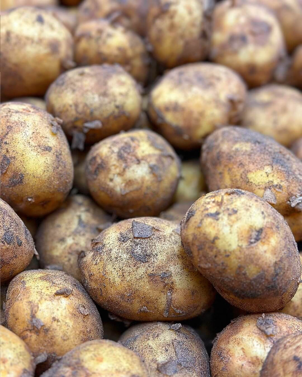 Dirty New Potatoes